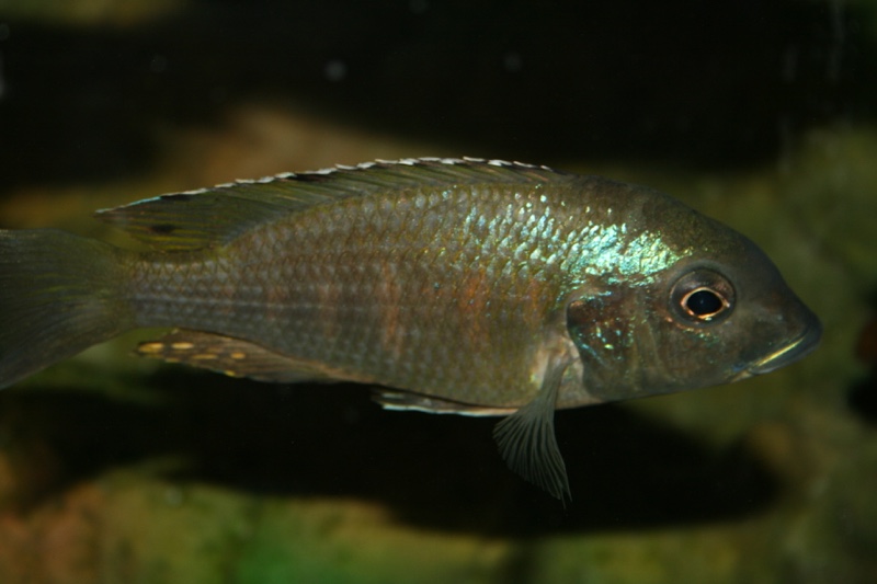 Lethrinops sp. 'red bar'